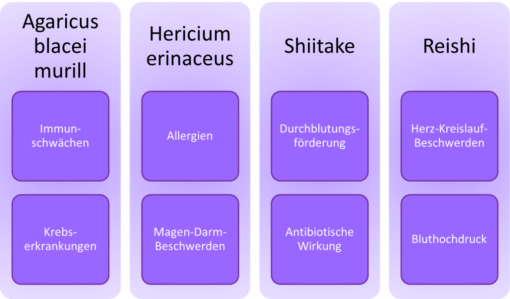 Fellnasen Werkstatt - Tierheilpraxis Mykotherapie