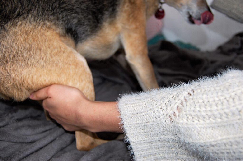 Tierphysiotherapie, manuelle Therapie, Tiernaturheilkunde